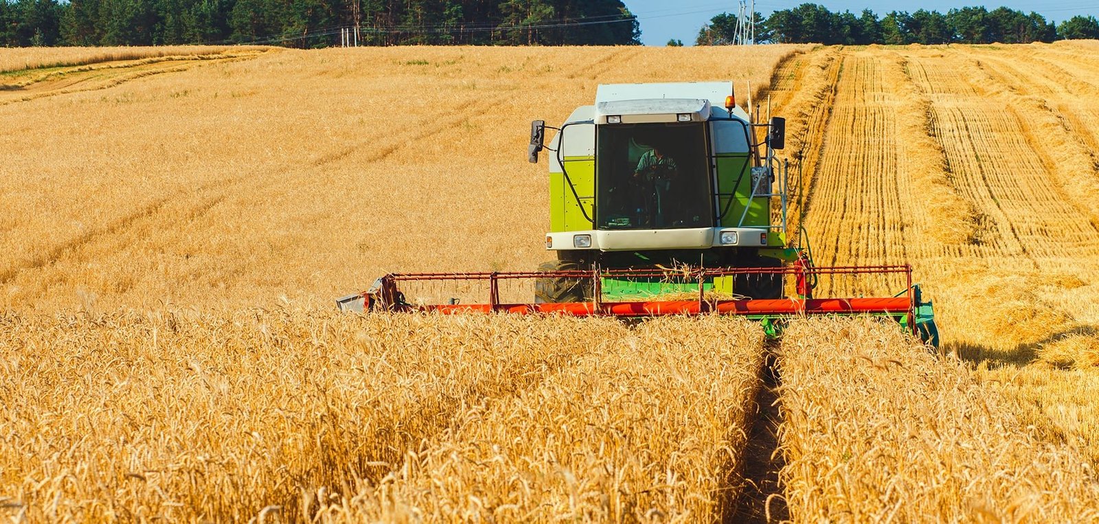 Organic farms in Gujarat