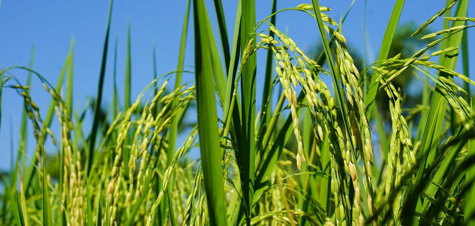 Organic farms in Maharashtra