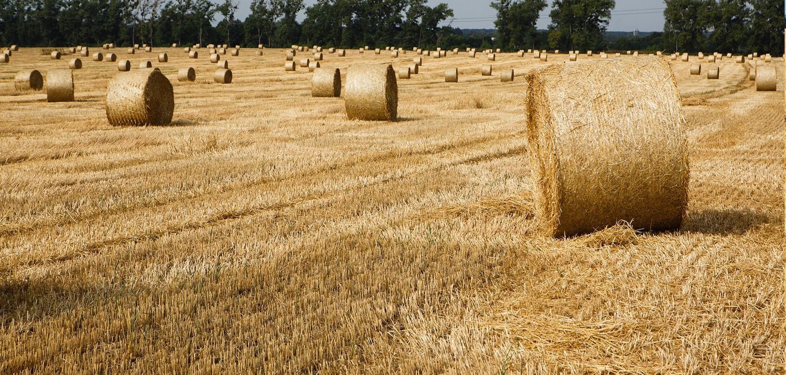 Organic farms in Rajasthan