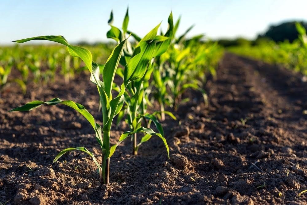 Organic farms in Rajasthan