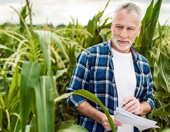 Harvest and processing