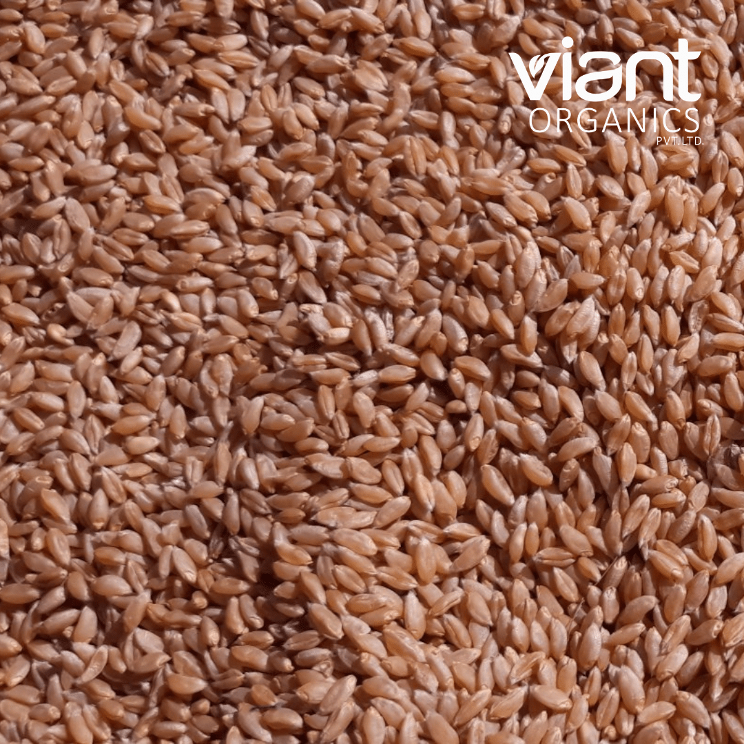 Organic Wheat Bhaliya