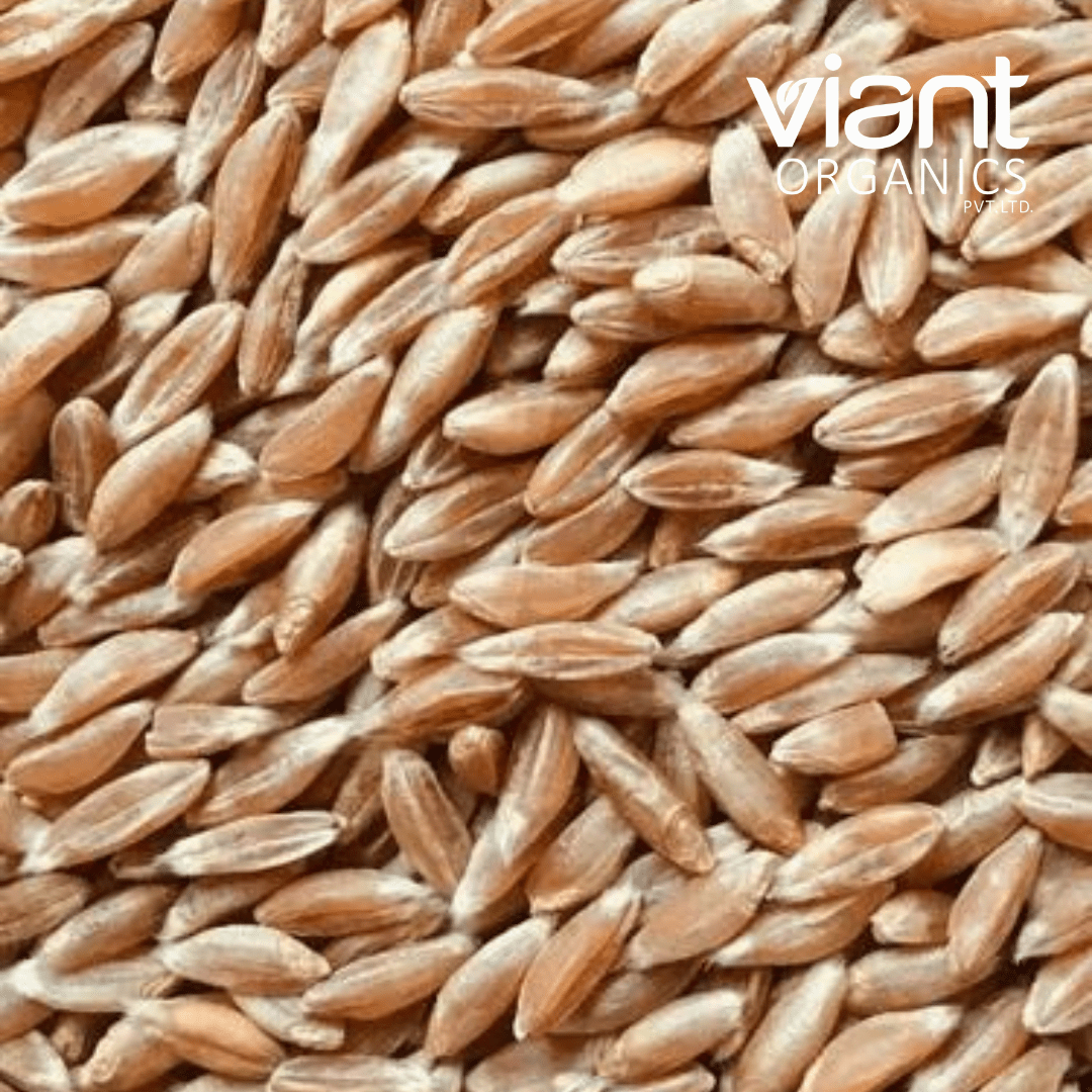 Organic Wheat Khapli