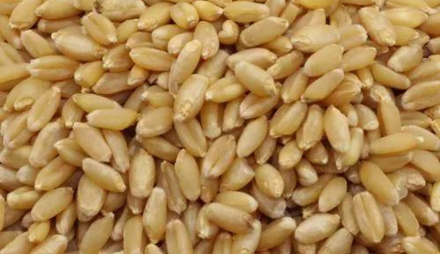 Organic Wheat Lokwan
