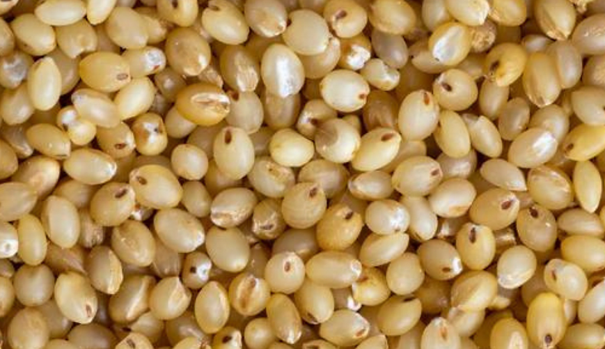 Organic Barnyard Millet