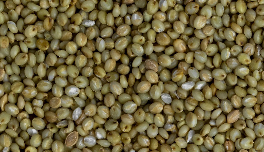 Organic Browntop Millet