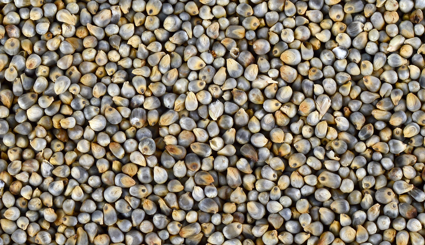 Organic Pearl Millet