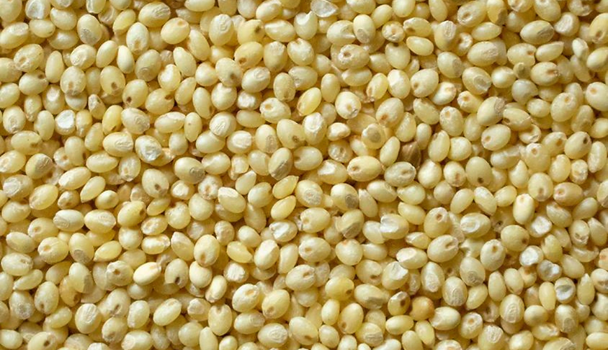 Organic Proso Millet