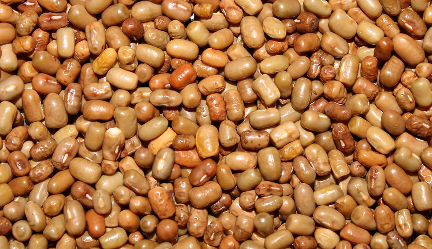 Organic Turkish Gram