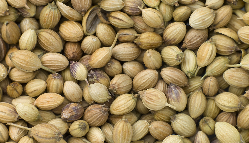 Organic Coriander