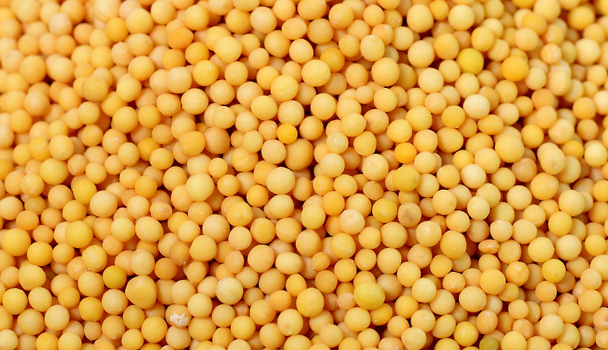 Organic Mustard Seeds Yellow