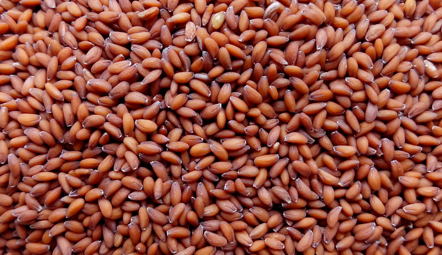 Organic Garden Cress Seeds