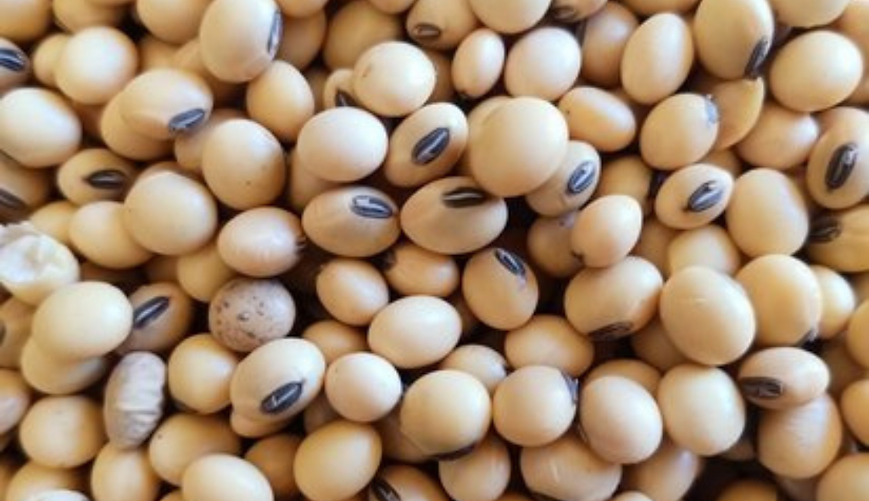 Soya Bean viantorganicscom